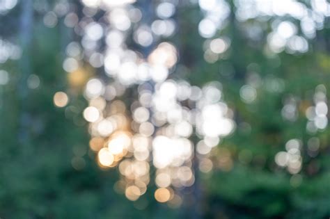 Forest Bokeh Royalty Free Stock Photo