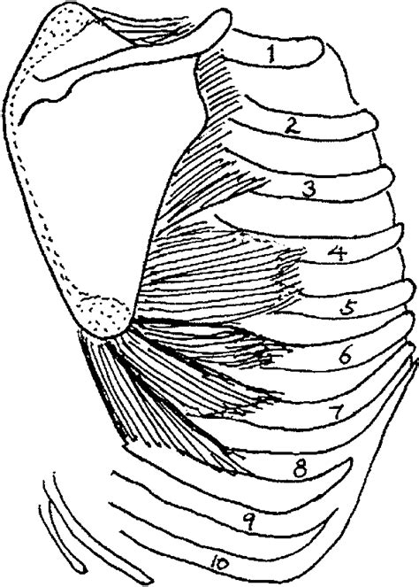 Diagram Showing The Origin And Insertion Of Serratus Anterior Muscle Download Scientific