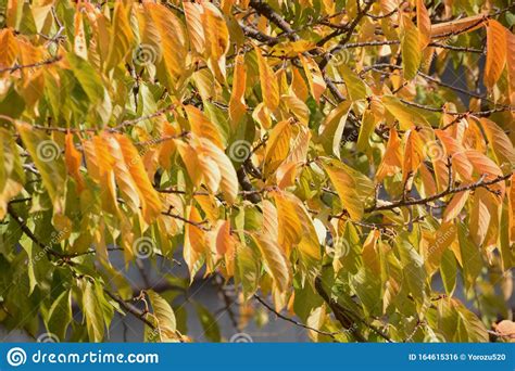 The Autumn Leaves Of The Cherry Tree Stock Photo Image Of Outdoors