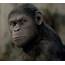 Apes Might Have Mind Reading Abilities
