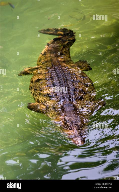 Nile Crocodile Swimming With Head Underwater Stock Photo Alamy