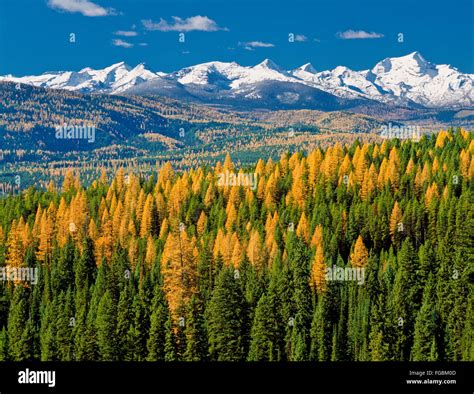 Autumn Larch In Foothills Along The Seeley Swan Valley Below The