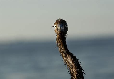 Aptopix Gulf Oil Spill A Heavily Oiled Bird Is Seen After Flickr