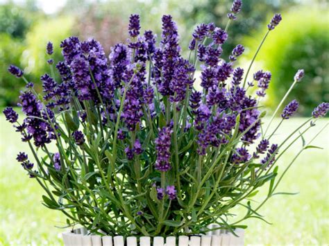 How To Grow And Care For Lavender World Of Flowering Plants