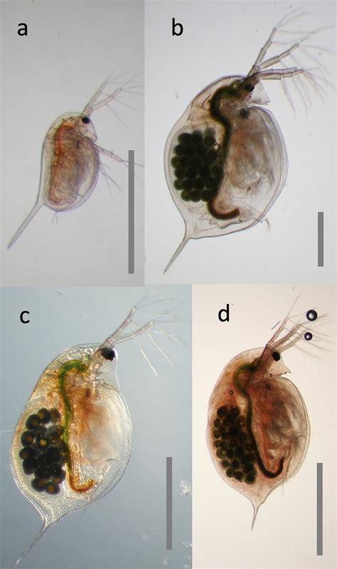 Three Daphnia Species Often Used In Biological Research Representing