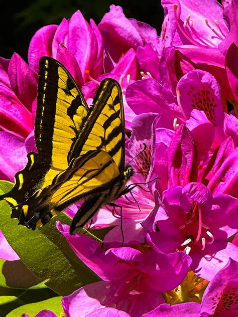 Swallowtail Butterfly And A Azalea Flower The New K O The Foto Flickr