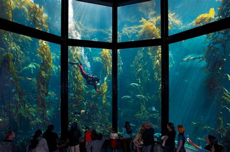 Take A Deep Dive Into The Monterey Bay Aquarium Visit California