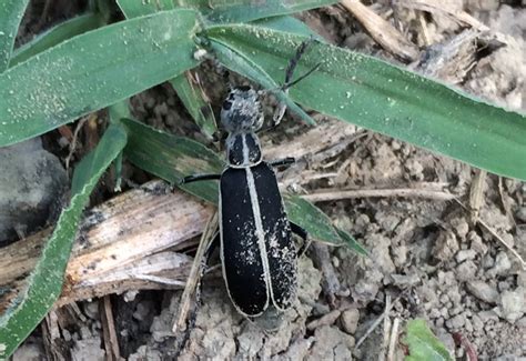 Margined Blister Beetle Eating Tomato Leaves Whats That Bug