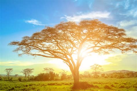 Savanna Sunrise And Acacia Tree In The Serengeti Tanzania