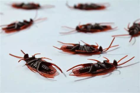 Chef Releases 20 Cockroaches Into Restaurant Kitchen After Fight
