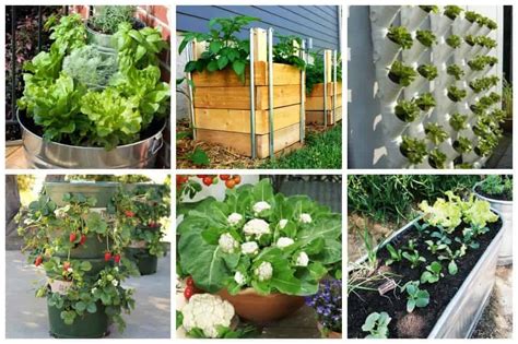 Easy Container Vegetable Garden Ideas For Your Yard