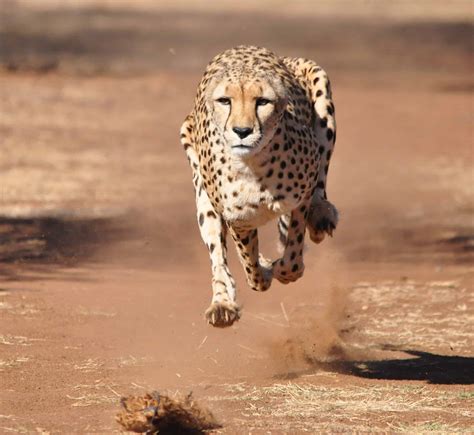 Incredibly Quick Cheetah Takes Tight Corners While Chasing A Speedy