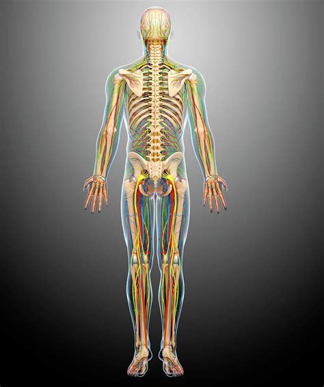 Learn more here you are seeing a 360° image instead. Male Anatomy Photograph by Pixologicstudio/science Photo ...