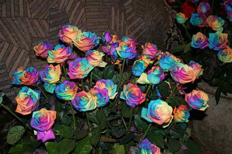 Bunga Tercantik di Dunia : RAINBOW ROSES | Be Smart