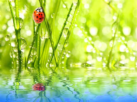 Online Crop Ladybug On Grass Wallpaper Nature Insect Water Drops