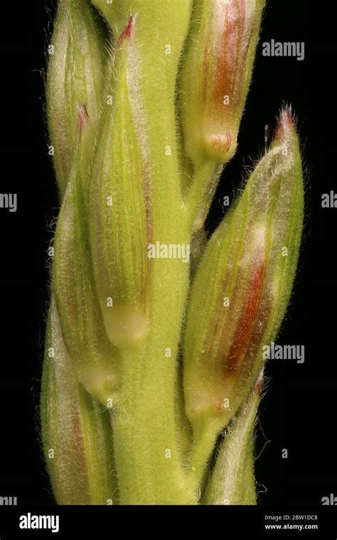 Maize Zea Mays Male Flowers Closeup Stock Photo Alamy
