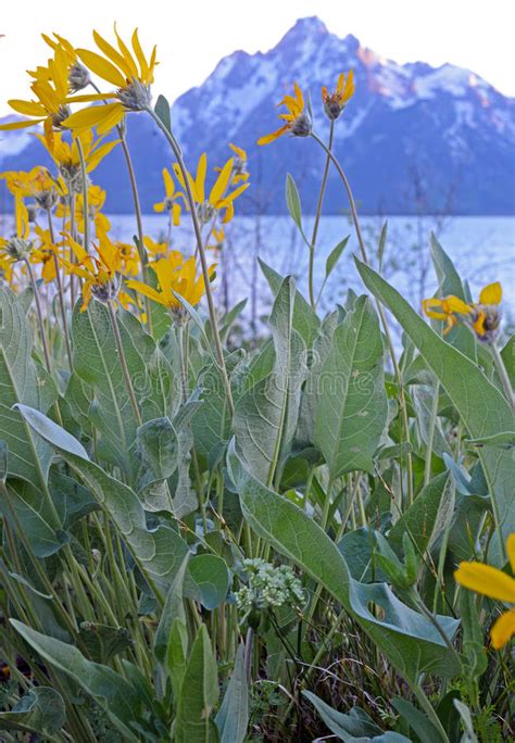 Yellow Sunflowers Snow Capped Mountains Stock Photos Free And Royalty