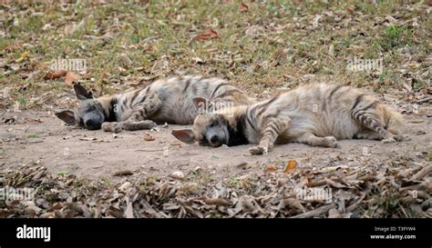 Two Striped Hyena Sleeping On The Ground Stock Photo Alamy