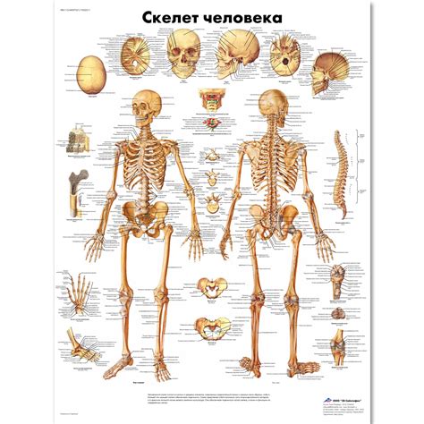 Human Skeleton Chart 1002211 Vr6113l Zvr6113l Skeletal System