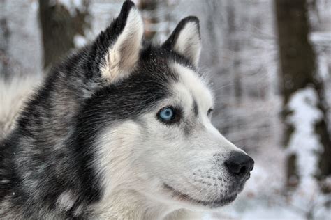 Siberian Husky Blue Eyes