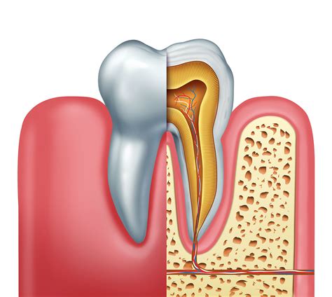 The Anatomy And Structure Of A Tooth Tuxedo Dental Group