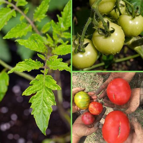 Heirloom Tomato Plants Collection 6 Varieties Three Rivers