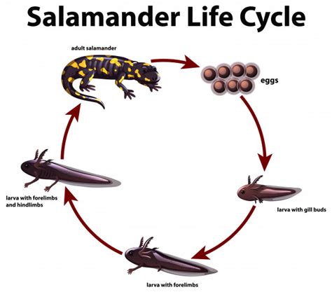 Free Diagram Showing Life Cycle Of Salamander Free Vector Nohatcc