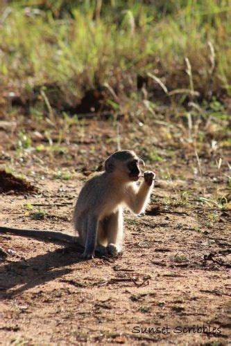 Adorable Baby Animals Seen On A Safari In South Africa Animals