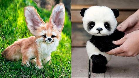10 Cutest Baby Animals You Need To Pet Youtube