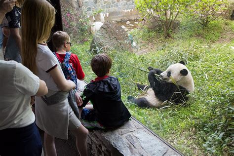Saving The Iconic Giant Panda Smithsonians National Zoo And
