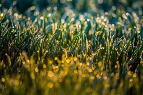 Wet Grass In The Spring Rural Scenery Of A Green Field Water Droplets