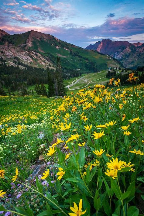 Wasatch Mountain Wildflowers Utah Scenic Photography 2 Clint Losee