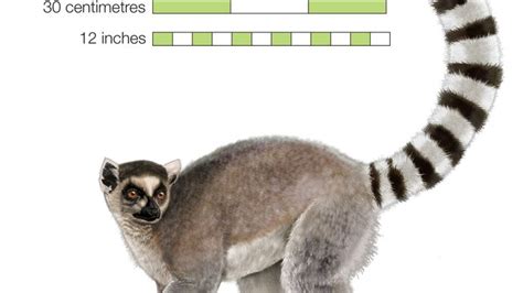 Lemur Description Types Diet And Facts Britannica