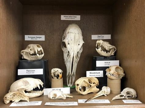 Speaker Series What Lies Beneath Animal Skulls In Our Region And How