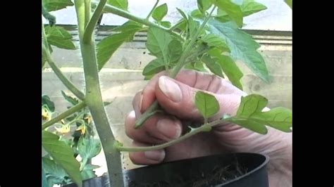 How To Remove Tomato Side Shoots Or Suckers Youtube