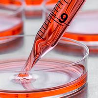 Types of animal cell culture. Cellartis 2i mES/iPSC Culture Medium: maintenance of ...