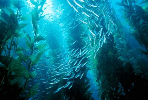 Jack Mackerel Trachurus Symmetricus And Giant Kelp Macrocystis