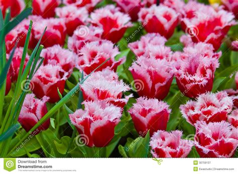 Tulipanes Coloridos. Flores Hermosas De La Primavera ...