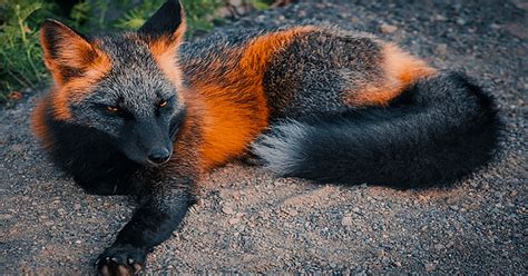 Rare Cross Fox Spotted In The Wild With The Gorgeous Photos To Prove It