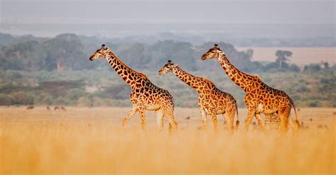 Giraffes Under Consideration For Endangered Species List