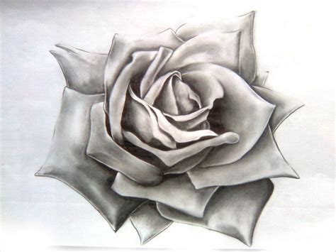Free 10 Rose Drawings In Ai