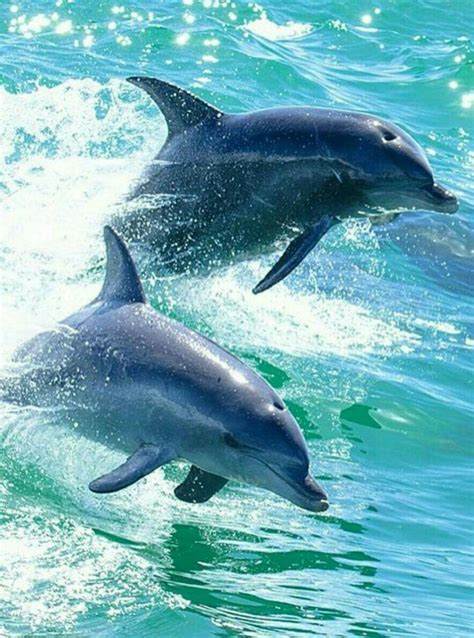 800 Best Dolphins Images On Pinterest Dolphins Common