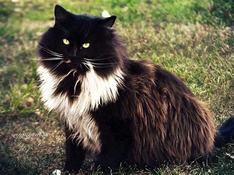 Пушистый черный кот 42 лучших фото