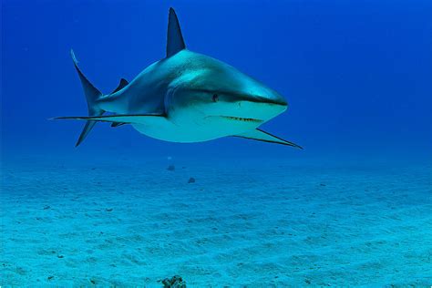 How Long Do Sharks Live Shark Diving Unlimited
