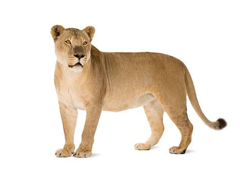 Lioness Stock Photos Pictures And Royalty Free Images Istock