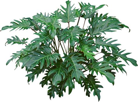We did not find results for: The Philodendron Xanadu, sometimes referred to as ...