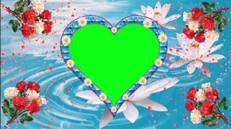 Poppy flowers green screen video,coquelicot. New 3D / wedding / green screen effects background ...
