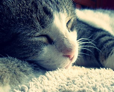 Cat Feline Sleep Hd Wallpaper Peakpx