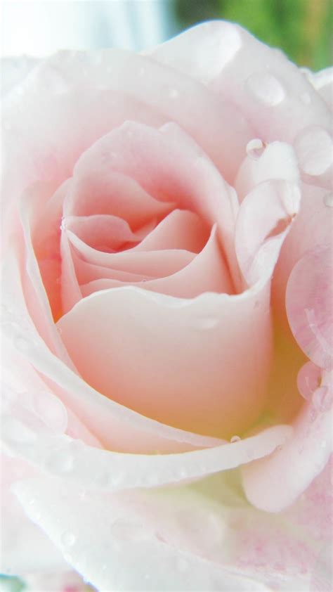 Check spelling or type a new query. Rose Gold iPhone Wallpaper (79+ images)