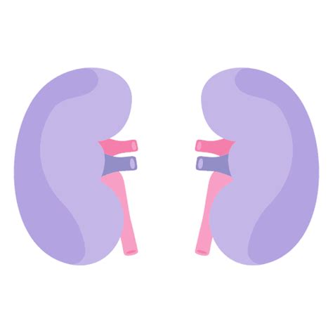 Kidney Human Organ Transparent Png And Svg Vector File